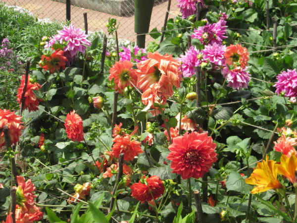 மலர்க் கண்காட்சி