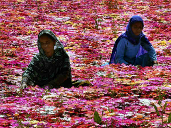 கிராமத்துப் பெண்கள்தான் அதிகம்