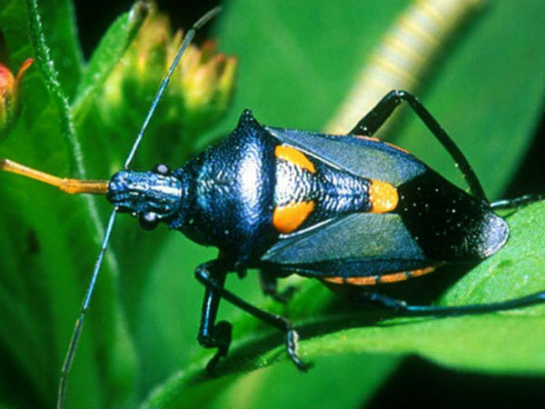 பூச்சிகளை சாப்பிடுங்களேன்