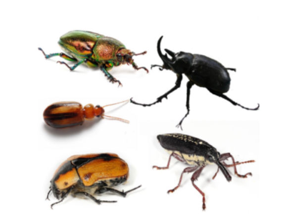 பூச்சிகளில் புரதம் ஜாஸ்தி