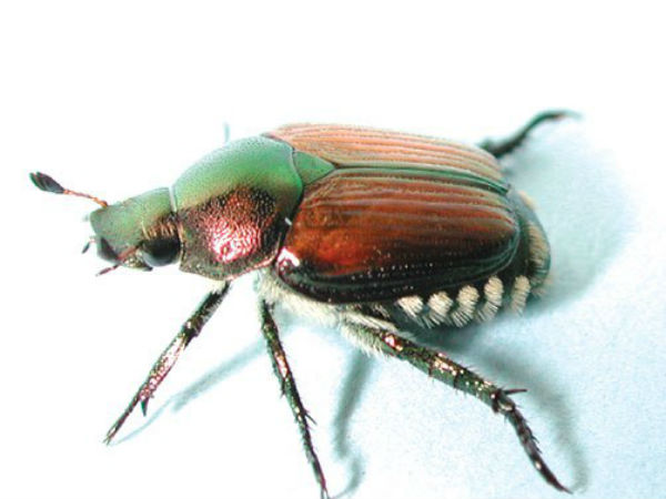 எங்க பார்த்தாலும் பூச்சியப்பா...