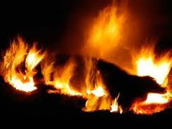 தற்கொலைப்படையான குயிலி தற்கொலைப்படையான குயிலி