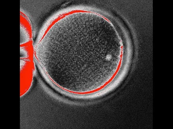 தோலோடு சினை முட்டை...