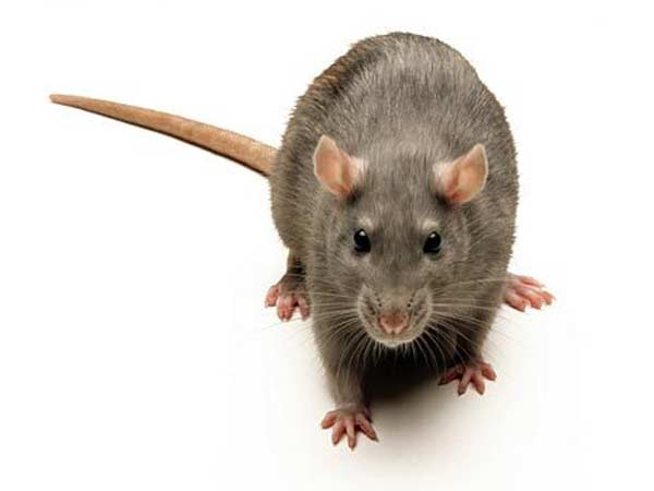 தவளை... மீன்... சுண்டெலி