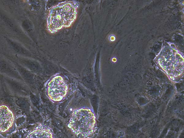 உறுப்புகளை வளர்க்கும் திறன்...