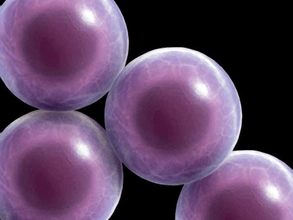 கருமுட்டை...