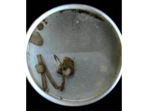 Gandhi blood Gandhi blood