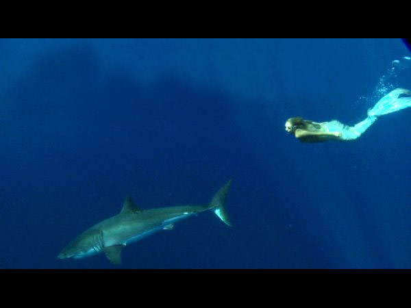 டால்பின்களுக்கு ஆதரவாக