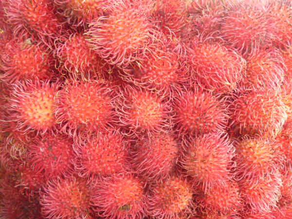 பழங்களின் அணிவகுப்பு பழங்களின் அணிவகுப்பு