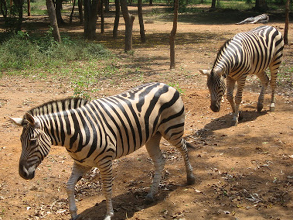 உங்களுக்கு வந்தா ரத்தம்... எங்களுக்கு வந்தா தக்காளிசட்னியா?