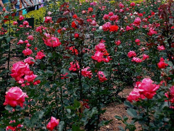 அழுகும் பூக்கள்...