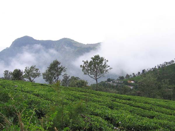 விதைகள் சேகரிக்கும் பணி...