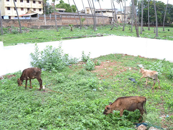 முட்புதராக மாறிய அவலம்