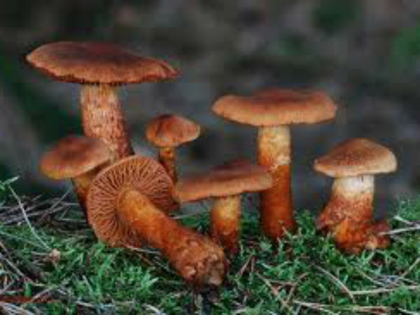 விஷக் காளான்... விஷக் காளான்...