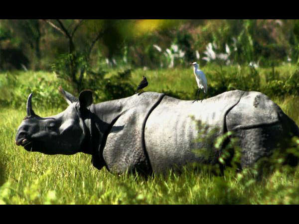 அதிக விலங்குகள், பறவைகள்...