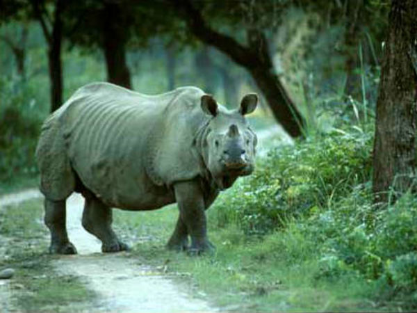 மாபெரும் விலங்கின் சந்ததி...