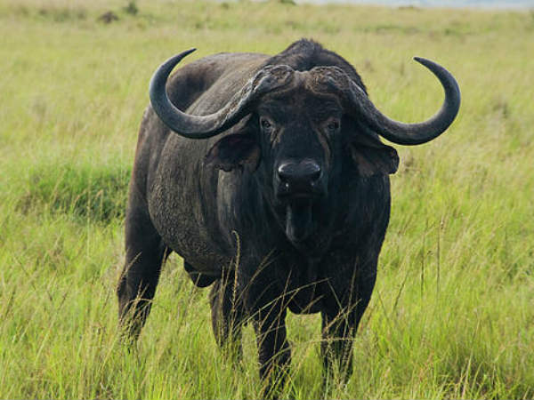 காட்டெருமைக்குப் பதில் காண்டாமிருகம்...