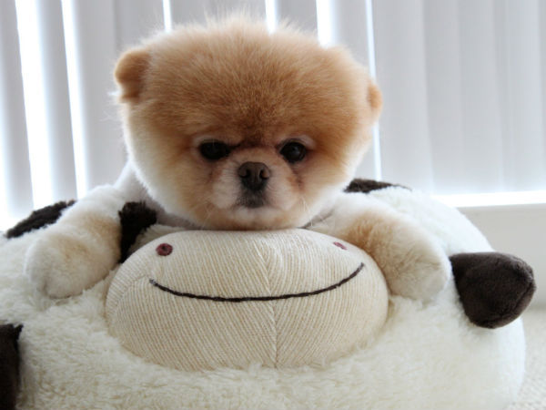 உலகின் பிரபலமான நாய்... உலகின் பிரபலமான நாய்...