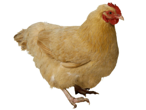 பாத்து... பொறுமையா சாப்பிடுப்பா