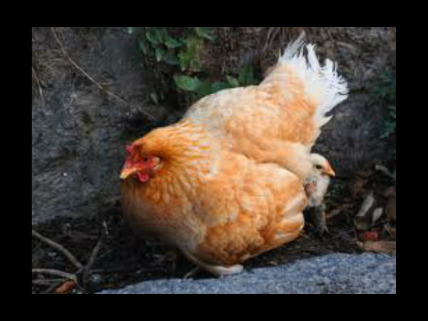 கணக்கு மாஸ்டர்ஸாம் கோழிகள்...