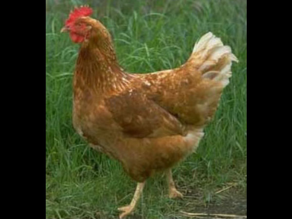 கோழி தான் புத்திசாலிப் பறவை...