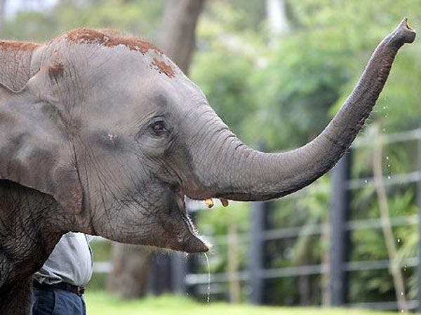 சொய்ங்... சொய்ங்...கும்கி வந்தாச்சு...