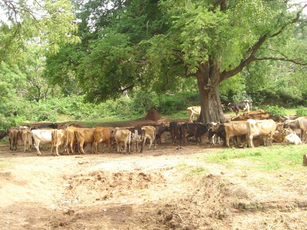 வெளி மாநிலங்களிலிருந்து இறக்குமதி...