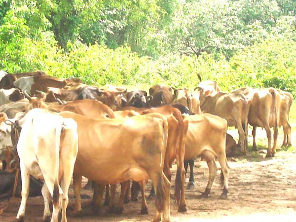 கால்நடைகள்...