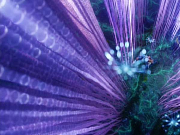 ஒளிரும் மரம்...