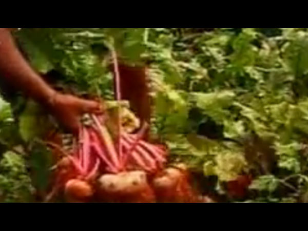 6லட்சம் கிலோ காய்கறி 6லட்சம் கிலோ காய்கறி