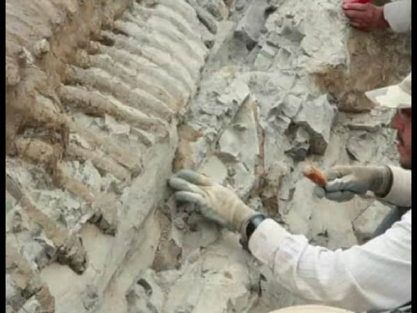 ஐந்து அடி நீள வால்