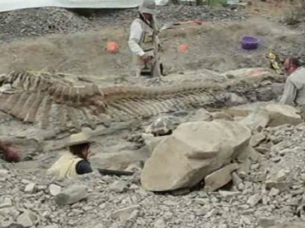 பாதி டைனோசர்