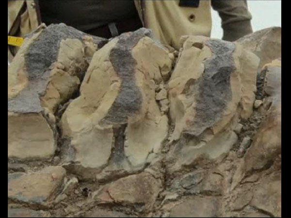 வாத்து மாதிரியே...