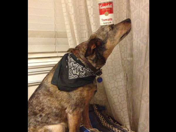 மாங்குயிலே.. பூங்குயிலே... மாங்குயிலே.. பூங்குயிலே...