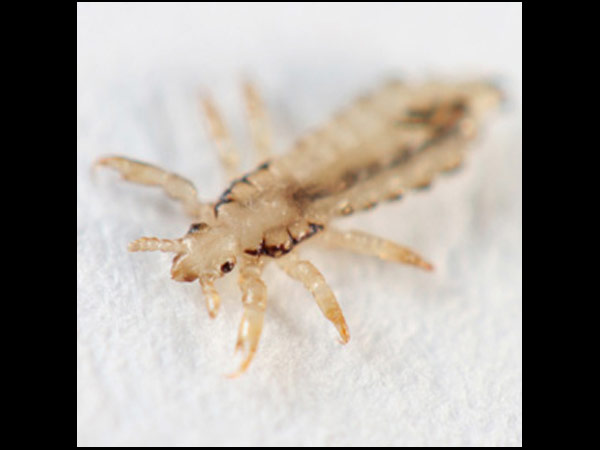 அறிவியல் பெயர்...