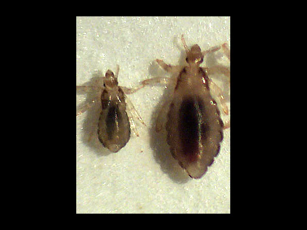 முட்டை போட்டு...