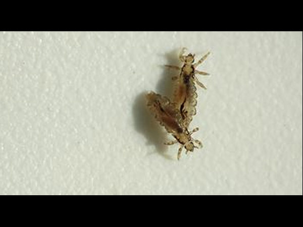 கொம்பு இருக்காம்...