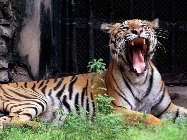 மருத்துவ குணம் கொண்ட புலி