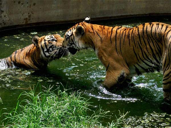 அழிந்து வரும் புலிகள்