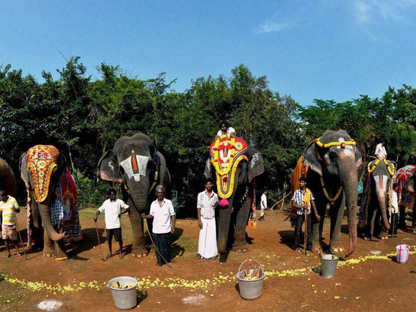 யானைகள் வரவேற்பு