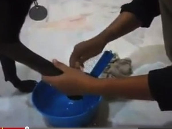 நாய்களைப் பேணும் காட்சிகள்...