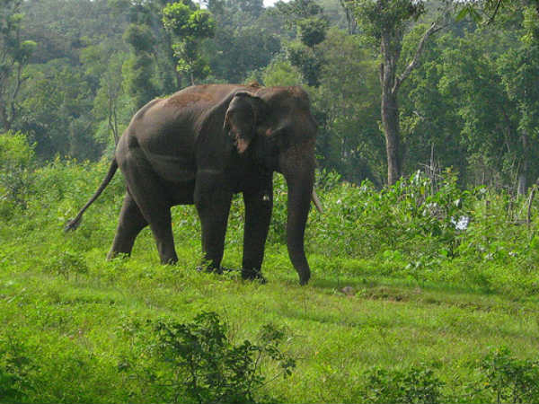 பாதி வனப்பகுதி இங்குதான் பாதி வனப்பகுதி இங்குதான்