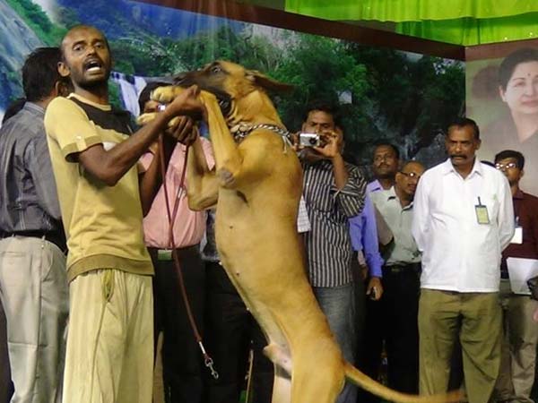 நாய்கள் நடனம்