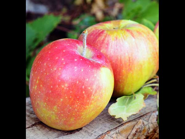 காஸ்ட்லி ஆப்பிள்...