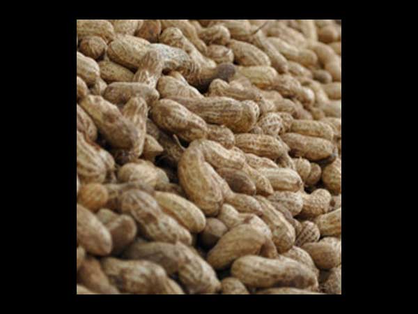 வேர்க்கடலை விபரீதம்...