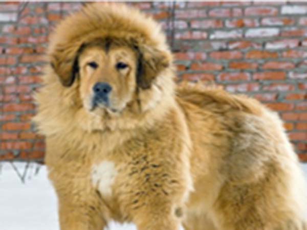 விநோத ஓசைகள்...