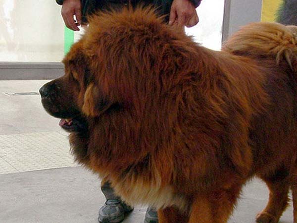 குரைக்கும் சிக்கம்...