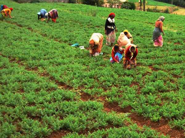 விவசாயம்தான் முதலிடம்