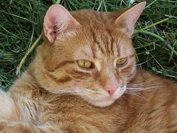 இன்னும் பூனையா தான் இருக்கு....