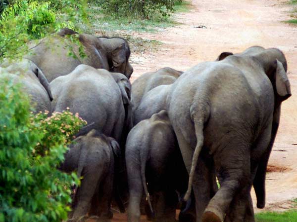 யானைகள் விகிதாச்சாரம்